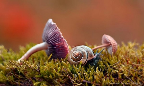 The tiny world of snails, photography by Katarzyna Załużna
