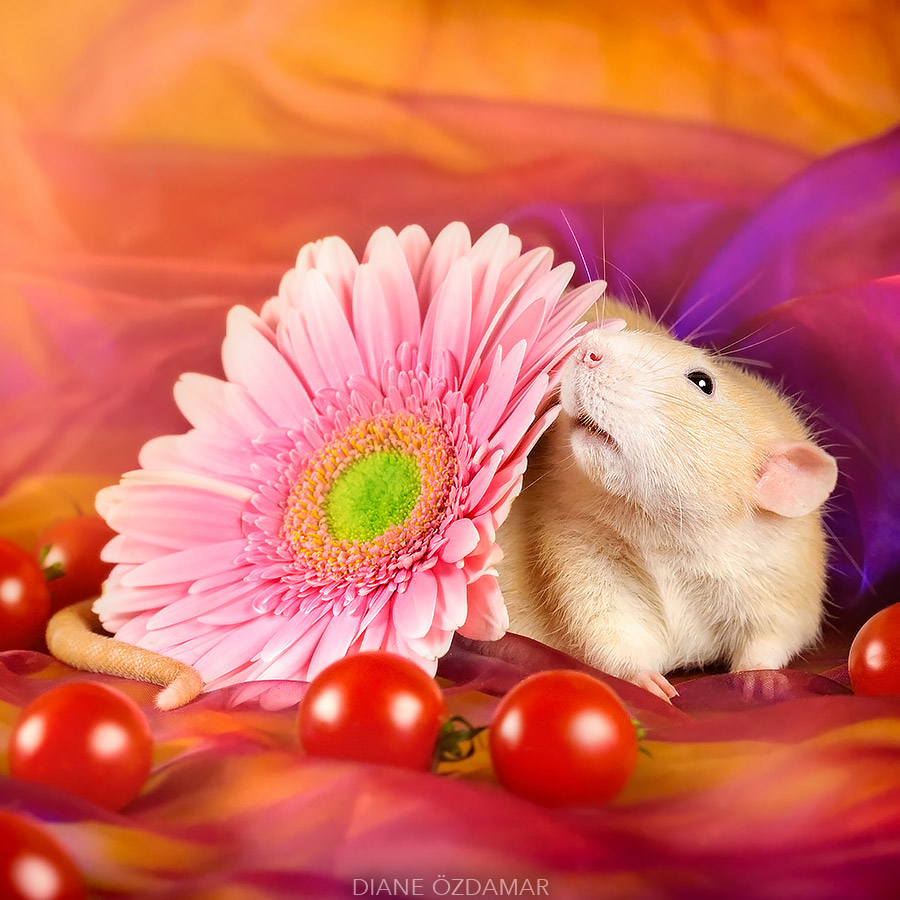 Fancy Rats Portrait Fancy rats, a collection of domestic rats portraits by Diane Özdamar ...