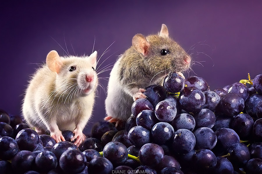 Fancy Rats Portrait Fancy rats, a collection of domestic rats portraits by Diane Özdamar ...