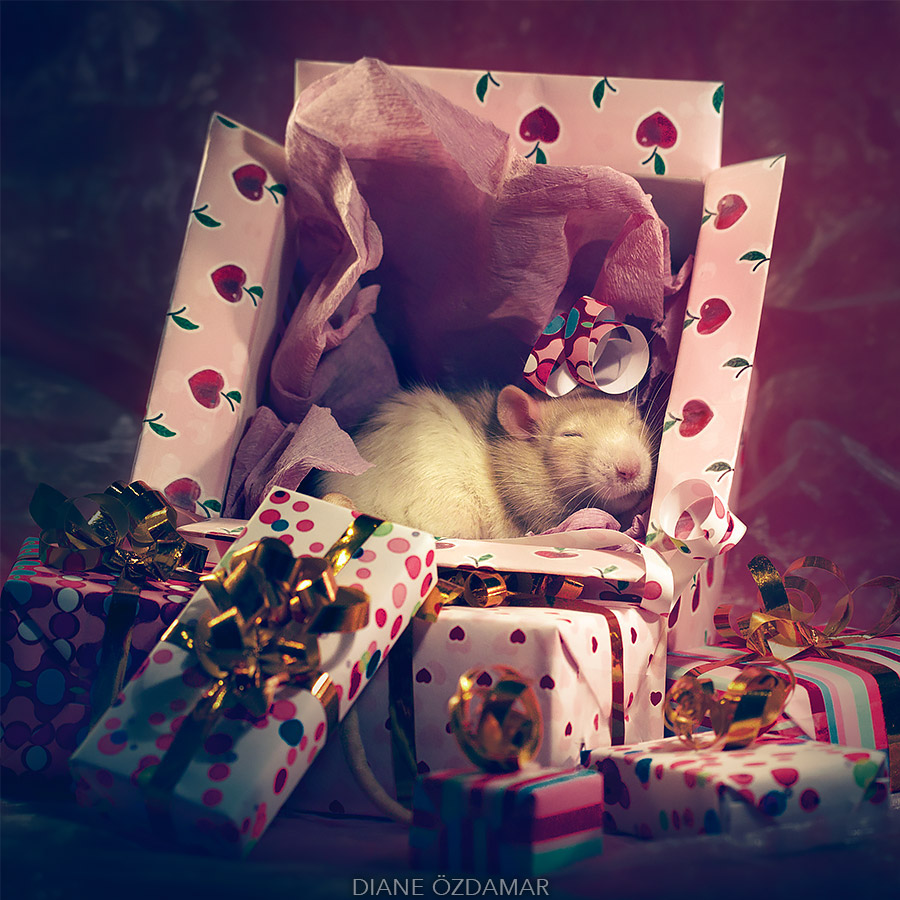Fancy Rats Portrait Fancy rats, a collection of domestic rats portraits by Diane Özdamar ...