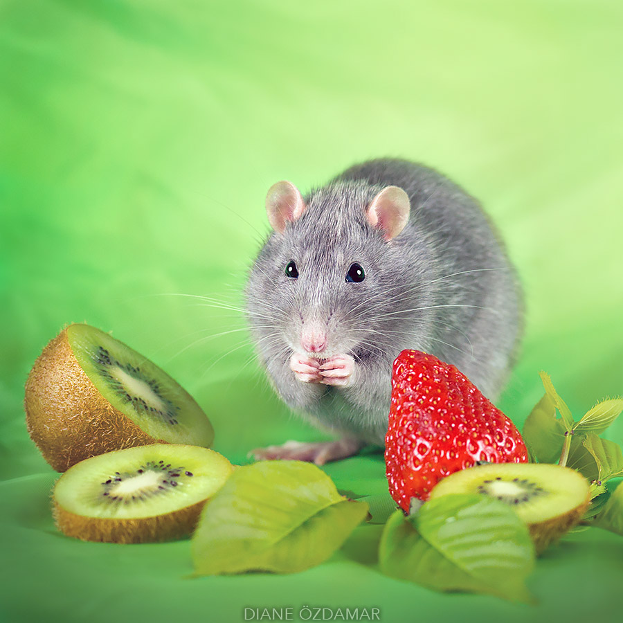 Fancy Rats Portrait Fancy rats, a collection of domestic rats portraits by Diane Özdamar ...