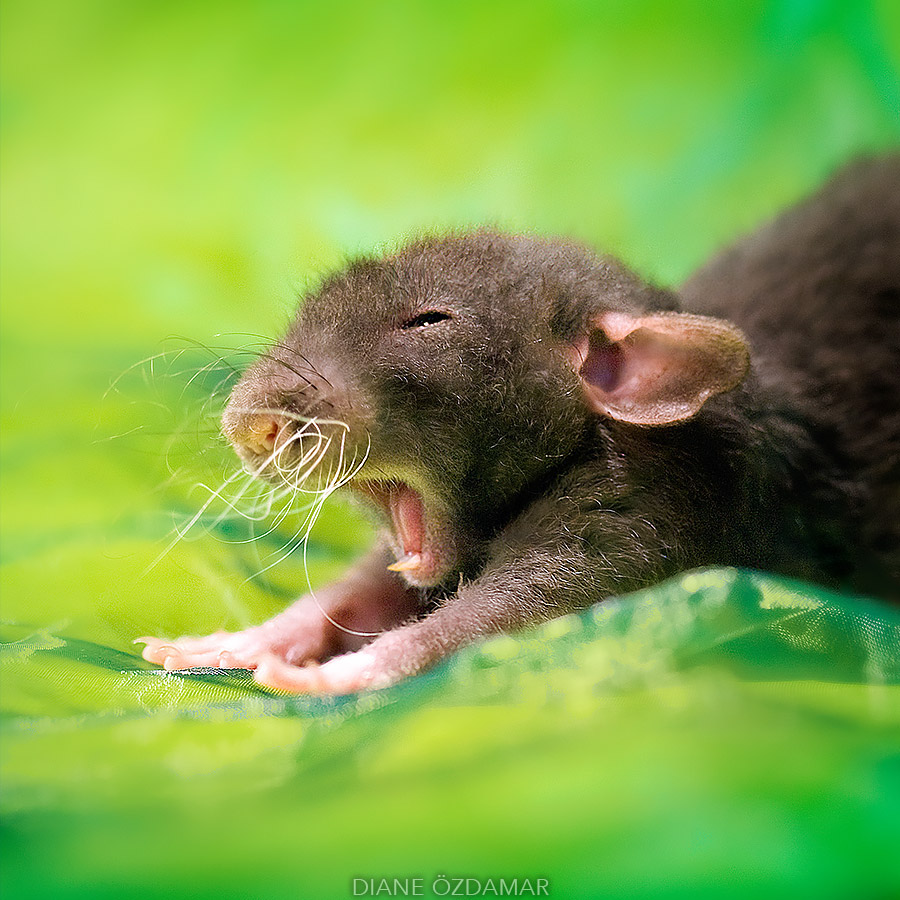 Fancy Rats Portrait Fancy rats, a collection of domestic rats portraits by Diane Özdamar ...