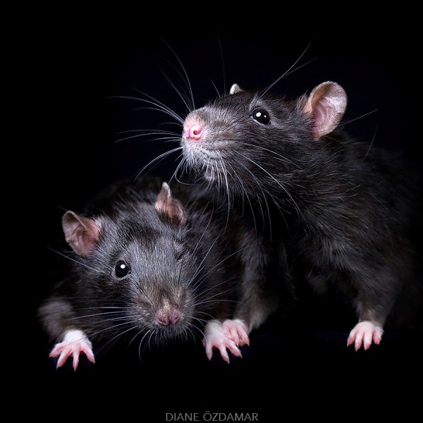Fancy rats, a collection of domestic rats portraits by Diane Özdamar