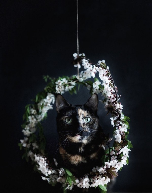 Seasons change but the cat remains the same, photography by Magdalena Grześkowiak