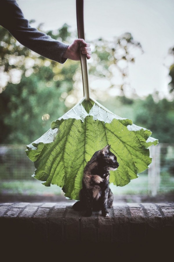 Seasons change but the cat remains the same, photography by Magdalena Grześkowiak