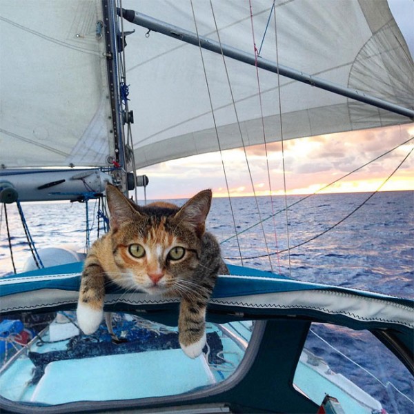 Liz Clark and her cat Amelia sailing around the world