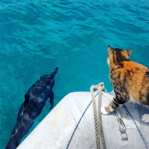 Liz Clark and her cat Amelia sailing around the world