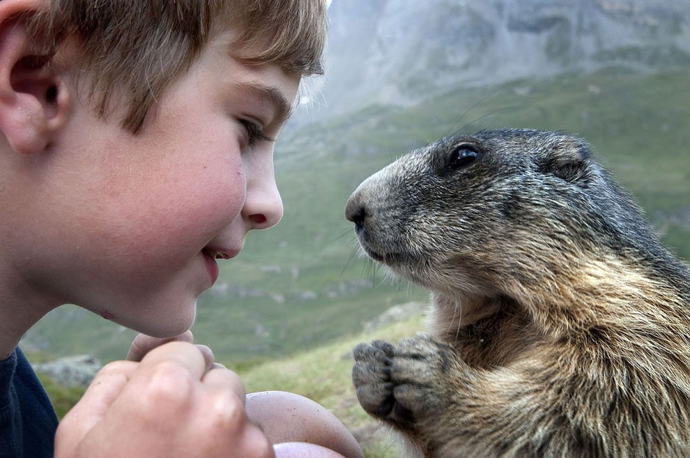 Matteo, a young Austrian boy enjoys a special friendship with shy marmots