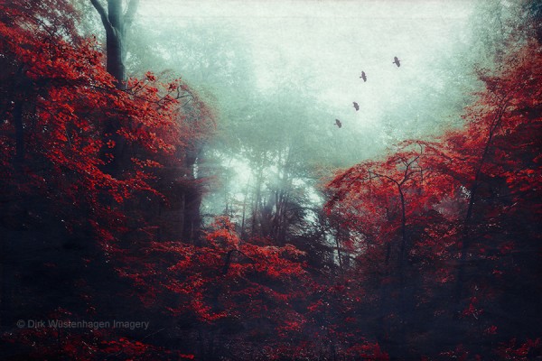 Scarlet Woodlands, digital photography by Dirk Wüstenhagen