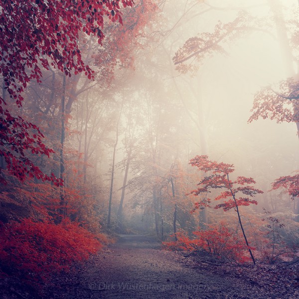 Scarlet Woodlands, digital photography by Dirk Wüstenhagen