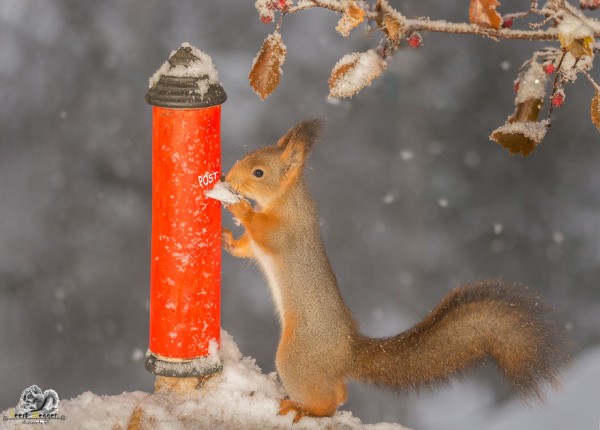 Wonderful wild red squirrels, photography by Geert Weggen