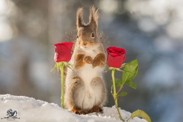 Wonderful wild red squirrels, photography by Geert Weggen