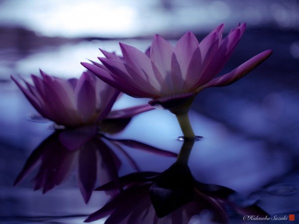 Hidenobu Suzuki: "I photograph water lilies that symbolize the purity of heart"
