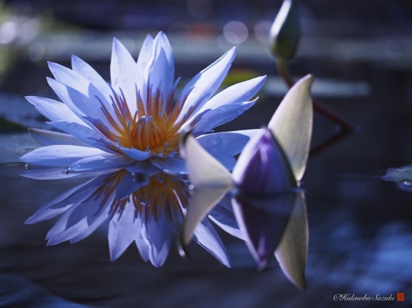 Hidenobu Suzuki: "I photograph water lilies that symbolize the purity of heart"