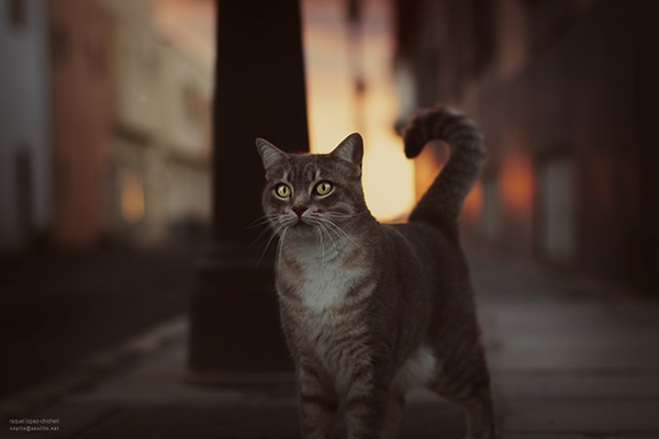 Street cat, photography by Raquel Chicheri