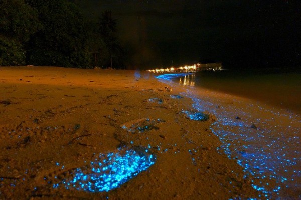 A Maldives beach awash in bioluminescent phytoplankton, photography by Will Ho