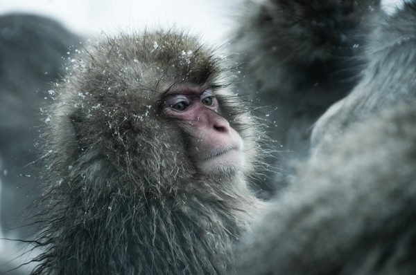 Snow Monkeys in Nagano Japan, photography by Ron Gessel