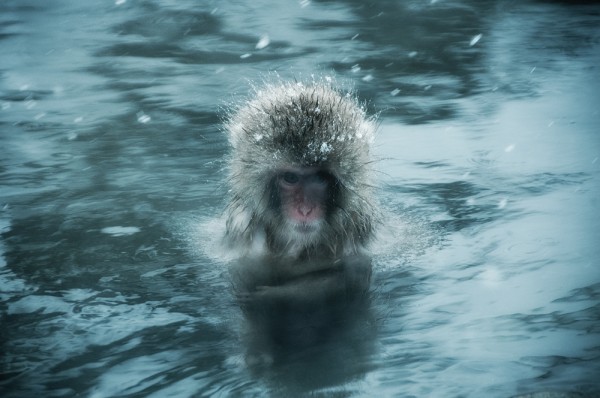 Snow Monkeys in Nagano Japan, photography by Ron Gessel