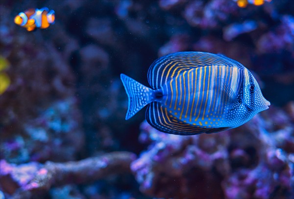 Color Design of Tropical Fish, photography by Wellington Lee
