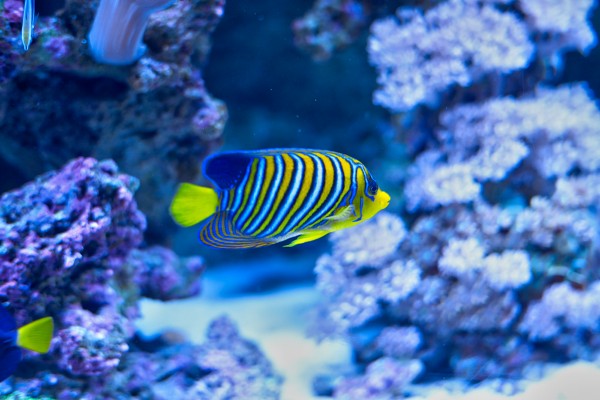 Color Design of Tropical Fish, photography by Wellington Lee
