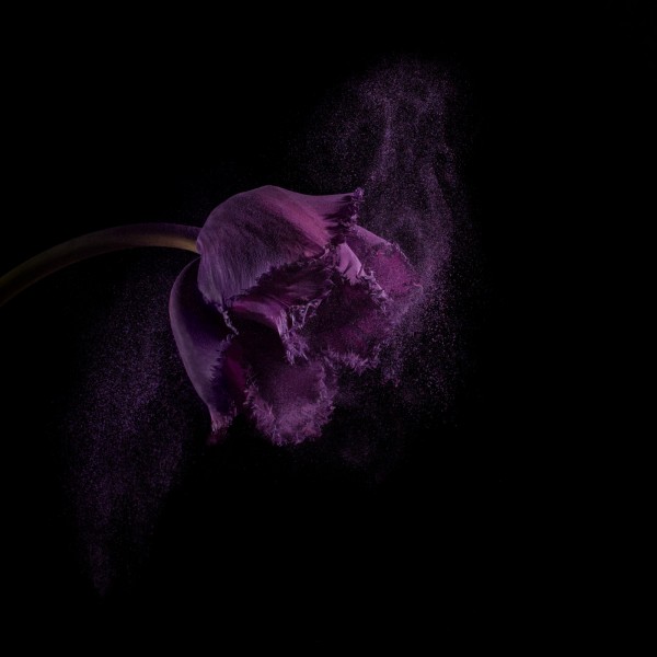 Flower Power, photography by Robert Peek
