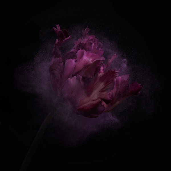 Flower Power, photography by Robert Peek