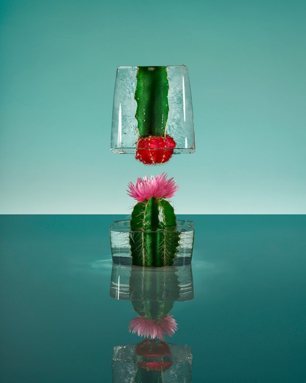 Freezing Flowers, photography and art direction by Paloma Rincón
