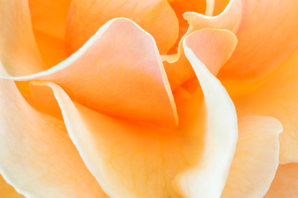 Petal Flow, photography by Debbie O'Donnell