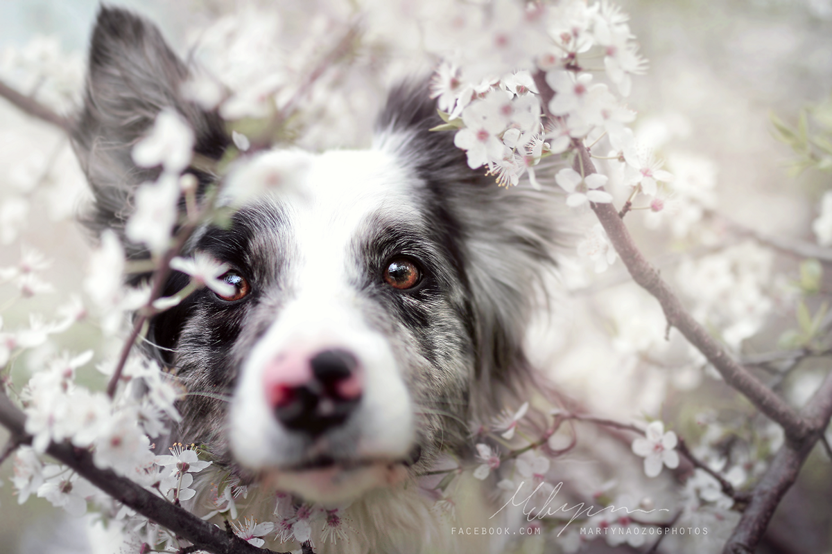 Spring, photography by Martyna Ożóg