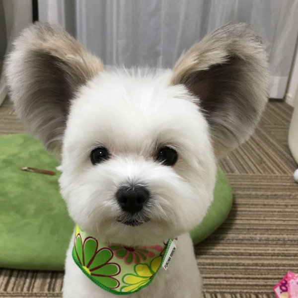 Little Goma, the puppy with Mickey Mouse ears