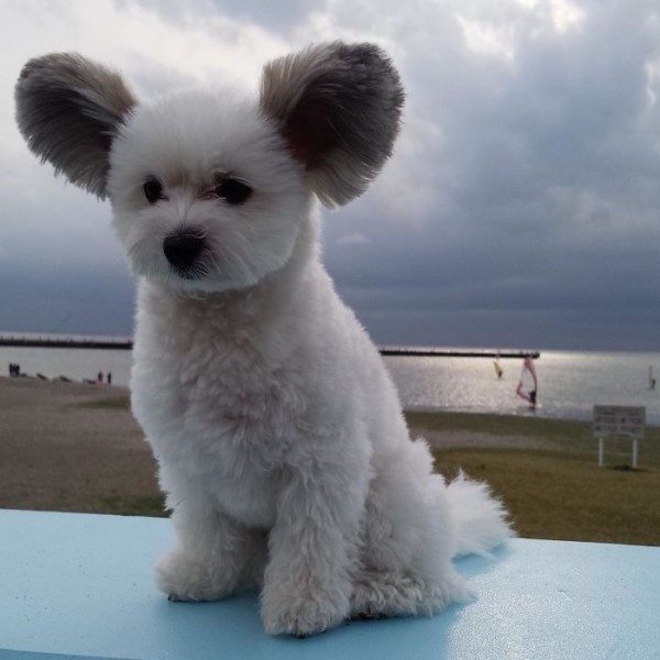 Little Goma, the puppy with Mickey Mouse ears