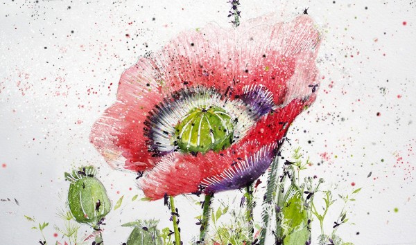 Papaver rhoeas, painting by Delphine Labedan