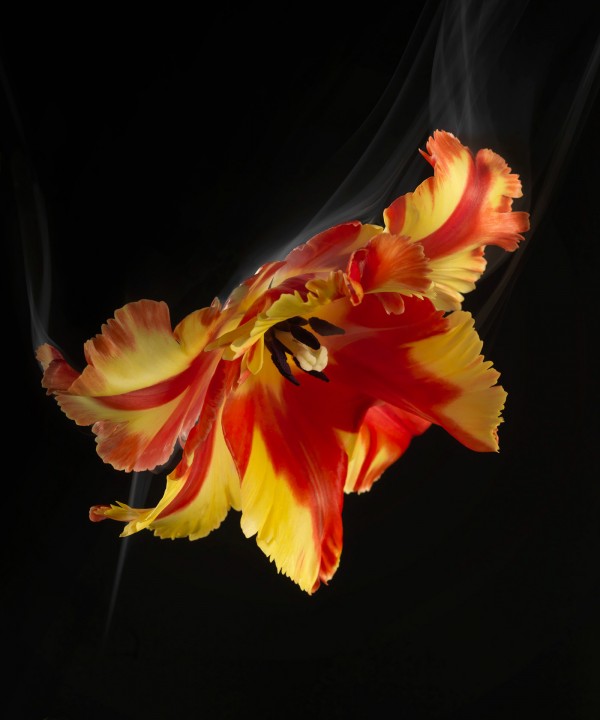 SmokeyFlowers, photography by Robert Peek