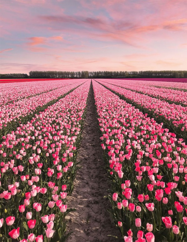The Netherlands when all 7 million tulips bloom at once