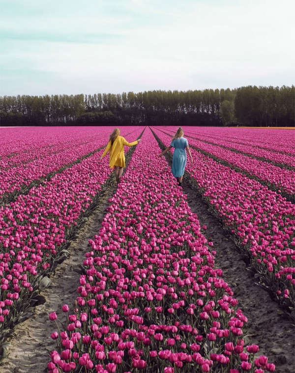The Netherlands when all 7 million tulips bloom at once