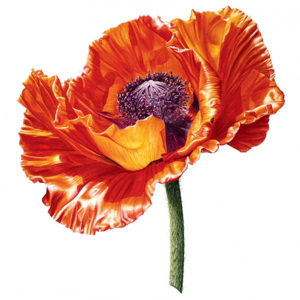 “A Brilliant Life”: A poppy flower from birth to death, painting by Denise Ramsay