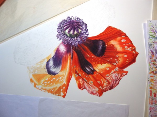 “A Brilliant Life”: A poppy flower from birth to death, painting by Denise Ramsay