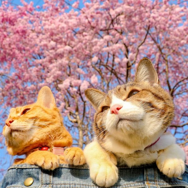 Cats Fuku-Chan and Daikichi find fame travelling around the world