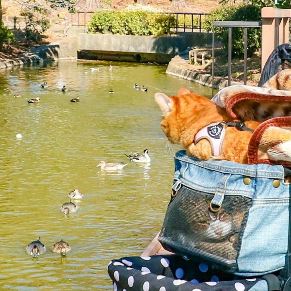 Cats Fuku-Chan and Daikichi find fame travelling around the world