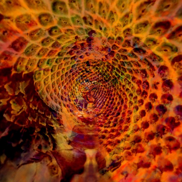 Fibonacci Spiral, digital art by Annette Emannuel