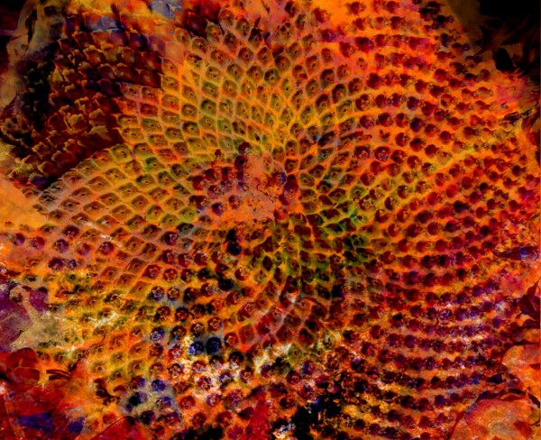 Fibonacci Spiral, digital art by Annette Emannuel