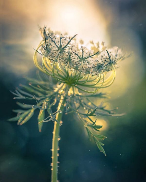 Fantastic flowers photography by Elena Shavlovska