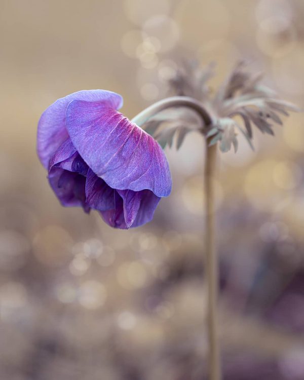 Fantastic flowers photography by Elena Shavlovska
