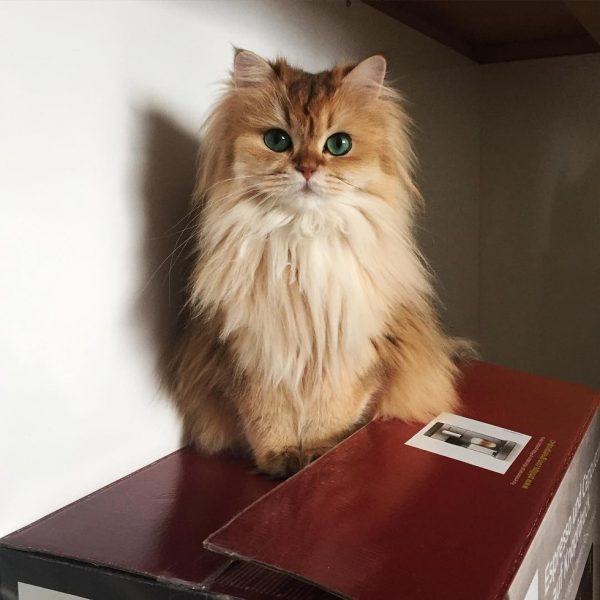 Meet Smoothie The Most Photogenic Cat In The World Ego Alterego