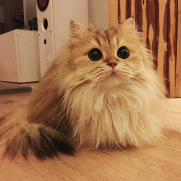 Meet Smoothie, “The most photogenic cat in the world”