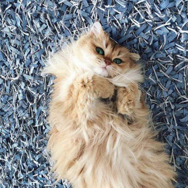 Meet Smoothie, “The most photogenic cat in the world”