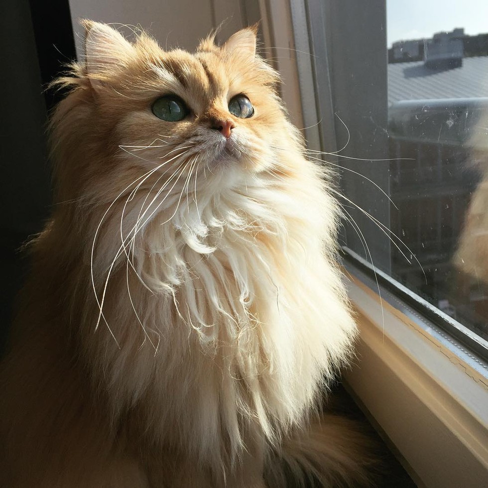 Meet Smoothie The Most Photogenic Cat In The World6 Ego Alterego