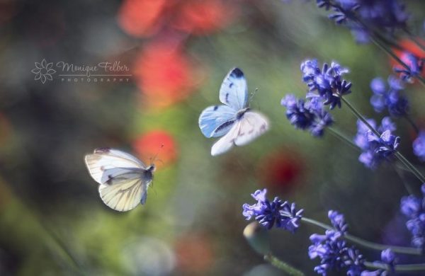 Flowers and Butterflies, photography by Monique Felber