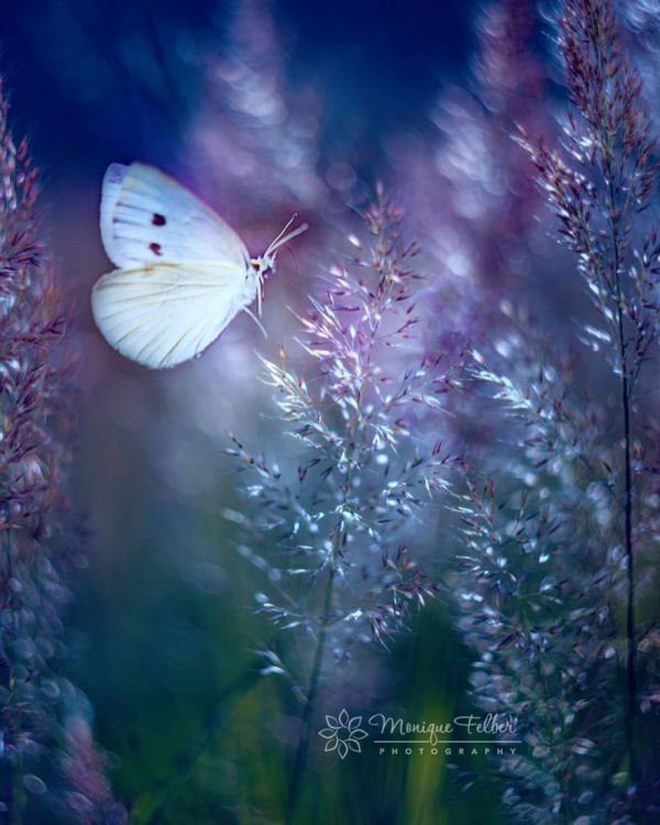 Flowers and Butterflies, photography by Monique Felber