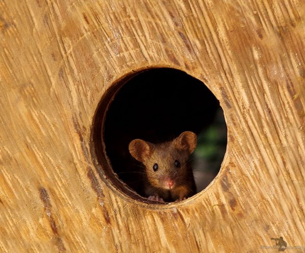 George the Mouse in a log pile house